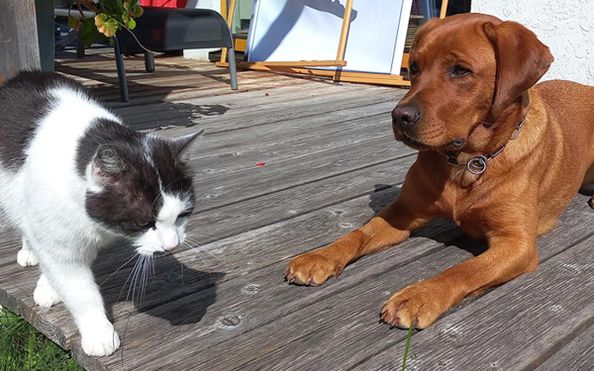 Katze und Hund